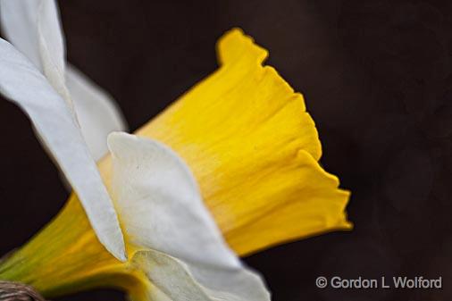 Daffodil Profile_53400.jpg - Photographed near Carleton Place, Ontario, Canada.